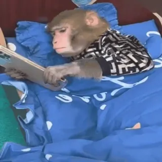 🌟 14ff6095 monyet, binatang, tempat tidur, membaca, imut, primata whatsapp sticker