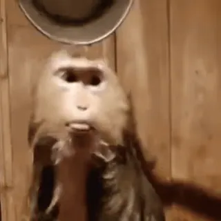 🎩 2021abee monyet, binatang, lucu, meme, primata whatsapp sticker