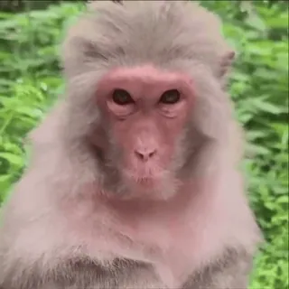 😂 28c36189 monyet, hewan, satwa liar, primata, mamalia whatsapp sticker