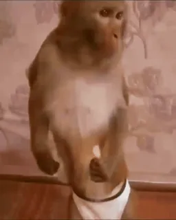 🙈 3271467a monyet, binatang, kera, celana dalam, lucu, meme, primata whatsapp sticker