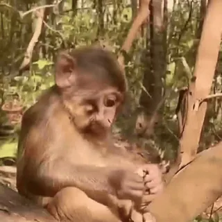 🌟 34d0a602 monyet, binatang, primata, satwa liar, alam, imut whatsapp sticker