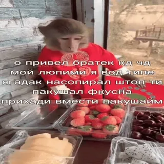 🤛 4013d28f о привел братек кд чд
мой люпими я вод типе
ягадак насопирал штоп ти
пакушал фкусна
прихади вмести пакушайм monyet, buah, stroberi, teks, hewan whatsapp sticker