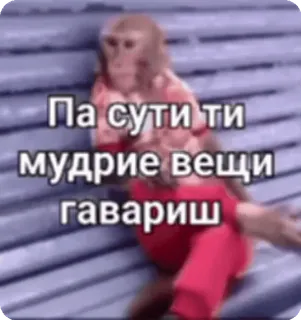 🤓 423e21b5 Па сути ти мудрые вещи гавариш monyet, meme, lucu, hewan, teks, rusia whatsapp sticker