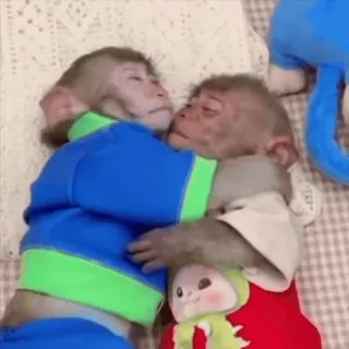 🤗 4394b392 Monyet, Pelukan, Lucu, Binatang, Penyayang, Bayi monyet whatsapp sticker