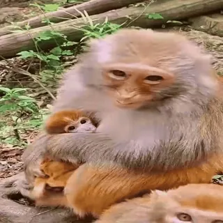 😷 54e486ff monyet, binatang, satwa liar, mamalia, primata, imut whatsapp sticker