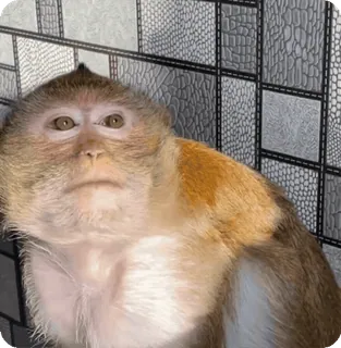 👒 5c210f47 monyet, binatang, primata, mamalia, satwa liar, alam whatsapp sticker