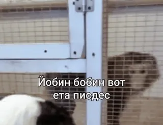 🌟 5c7b1540 Йобин бобин вот ета писдес whatsapp sticker