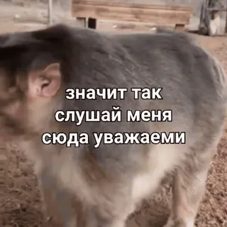 🌟 5fb96310 значит так
слушай меня
сюда уважаеми binatang, frasa, rusia, meme whatsapp sticker