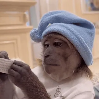 🤓 6392d7b9 monyet, binatang, membaca, mengantuk, lucu, topi, mamalia whatsapp sticker