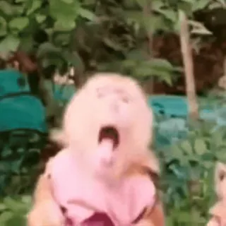 🚰 666aef25 monyet, binatang, lucu, meme, imut, satwa liar whatsapp sticker