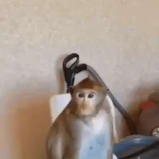 🌟 6ee79183 monyet, binatang, kera, primata, mamalia whatsapp sticker