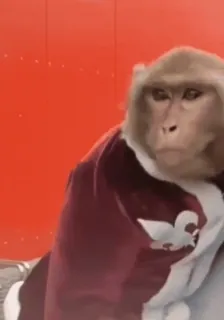 💋 7a556c66 monyet, binatang, primata, fleur-de-lis, mantel, potret whatsapp sticker