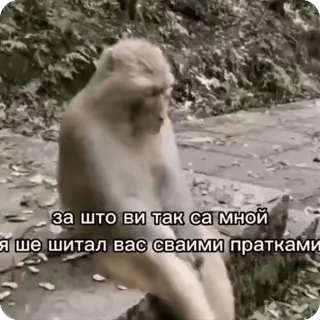 🌟 7ff613d0 за што ви так са мной
я ше шитал вас сваими праткам monyet, duduk, sedih, binatang, alam whatsapp sticker