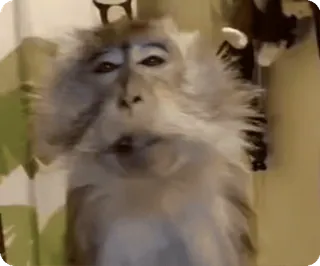 🌟 822aee37 monyet, binatang, primata, kera, satwa liar, mamalia whatsapp sticker