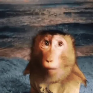 ⁉ 84fc2d3d monyet, binatang, primata, pantai, laut whatsapp sticker