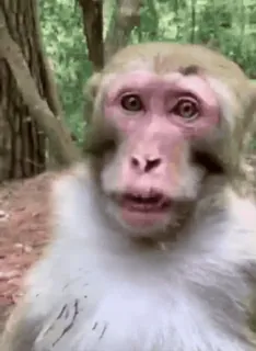 🌟 8b1b2899 monyet, hewan, satwa liar, primata, mamalia, alam whatsapp sticker