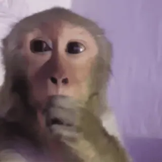 🫡 96b5ba96 monyet, binatang, primata, mamalia, lucu whatsapp sticker