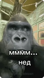 🌟 98c1a83d MMMM...
нед gorila, binatang, kera, meme, lucu, teks whatsapp sticker