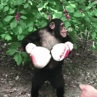 🐵 9b9d5df0 monyet, tinju, hewan, simpanse, sarung tinju, olahraga whatsapp sticker