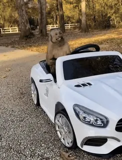 👤 9c4f2644 monyet, mengemudi, mobil, binatang, lucu whatsapp sticker