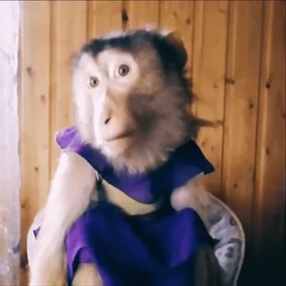 😐 a408537c monyet, binatang, primata, monyet berpakaian, monyet lucu, monyet imut whatsapp sticker