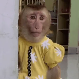 😔 af0a2a8f monyet, binatang, lucu, berpakaian, dalam ruangan, primata whatsapp sticker