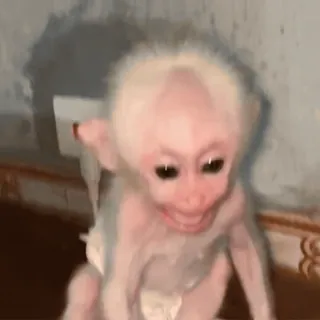 🌟 ba27de28 monyet, binatang, kera, imut, bayi whatsapp sticker