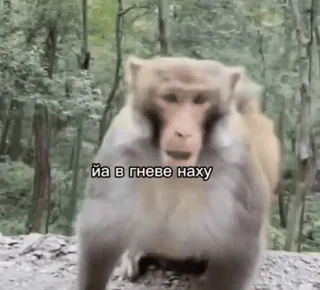 😱 baeb724c йа в гневе наху monyet, marah, mengumpat, ofensif whatsapp sticker