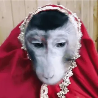 😨 c43fde96 monyet, binatang, merah, menutupi, imut whatsapp sticker