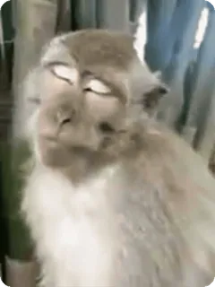 🌟 c5543c13 monyet, binatang, primata, satwa liar, alam whatsapp sticker