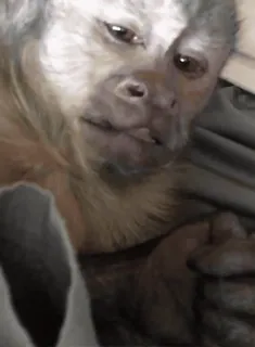 🤗 d5ec8523 monyet, binatang, lucu, meme, primata, imut whatsapp sticker