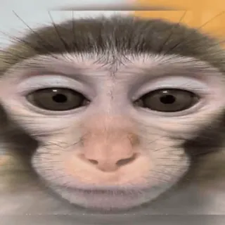 🛍 f52db42c monyet, binatang, primata, wajah, mata, lucu whatsapp sticker