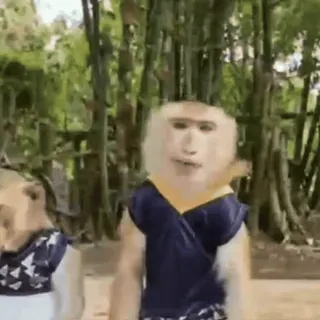 🤪 f853d439 monyet, hewan, meme, lucu, berdandan whatsapp sticker