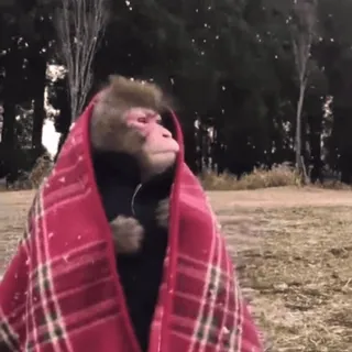 🤨 f9570593 monyet, binatang, dingin, musim dingin, selimut, salju whatsapp sticker