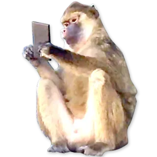 🐒 06409d31 scimmia, primate, animale, smartphone, selfie telegram sticker