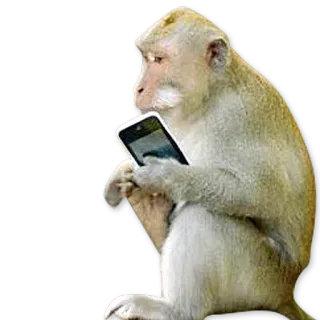 🐒 0a92c01e scimmia, telefono, scimmia antropomorfa, animale, smartphone, tecnologia telegram sticker