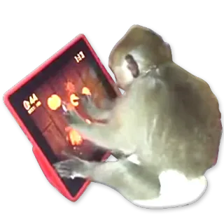 🐒 1a810fa7 scimmia, tablet, scimmia, animale, gioco telegram sticker