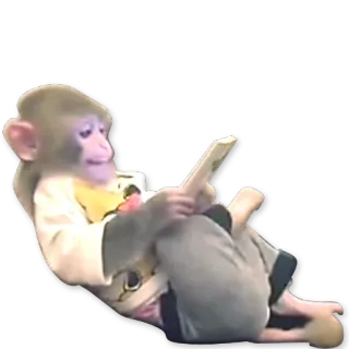 🐒 8ebdc510 scimmia, lettura, animale, primate telegram sticker