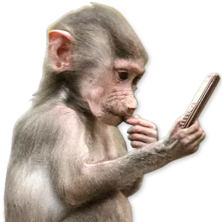 🐒 d88c93f8 scimmia, animale, telefono, scimmia antropomorfa, carino, primate telegram sticker