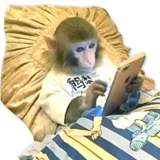 🐒 dd556e53 scimmia, animale, telefono, letto, cuscino, lettura telegram sticker
