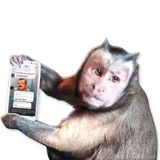 🐒 e21a0553 scimmia, animale, smartphone, meme telegram sticker