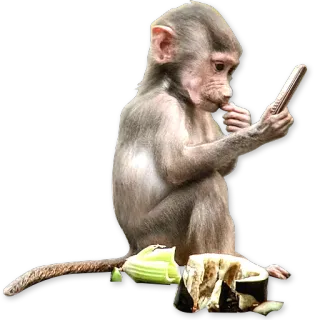 🐒 e7d2e1d1 scimmia, telefono, animale, primate, babbuino, carino telegram sticker