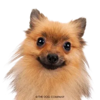 😳 13a07411 © THE DOG COMPANY cão, pomerânia, cachorro, fofo, animal, animal de estimação whatsapp sticker
