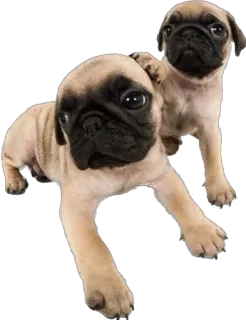 🤗 2d7747eb pug, cão, filhote, animal, fofo, animal de estimação, cães whatsapp sticker