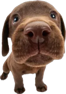 😧 471a06d7 cão, cachorro, fofo, animal, animal de estimação, marrom, olhos whatsapp sticker