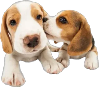 💓 4b5c7230 beagle, cão, filhote, animal, fofo, animal de estimação, animal doméstico, amigo whatsapp sticker