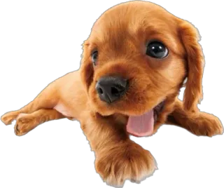 😮 4ea2a2cb cachorro, filhote, animal, fofo, animal de estimação whatsapp sticker