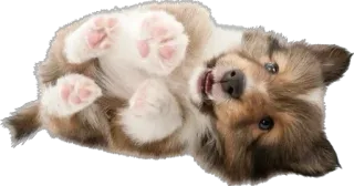 🤗 7dec97c8 cachorrinho, cão, fofo, animal, animal de estimação whatsapp sticker