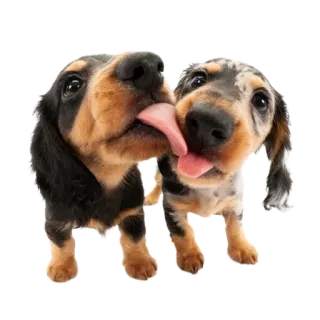 🫶 875812fc cão, filhote, lamber, dachshund, animal de estimação, animal, fofo whatsapp sticker