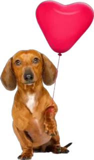 🫶 c2285b5a cachorro, dachshund, coração, balão, fofo, animal, animal de estimação whatsapp sticker